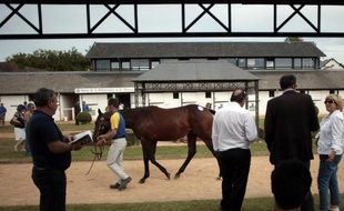 Le 17 aout 2013, des acheteurs potentiels aux ventes de yearlings de Deauville dans le Calvados
