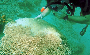 Olivier Detournay, pendant une plongée, constate les dégâts du blanchissement du corail.