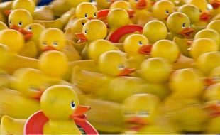 600 petits canards jaunes en plastiques seront lâchés en presqu'île lyonnaise, le jour du début des soldes d'été. (illustration