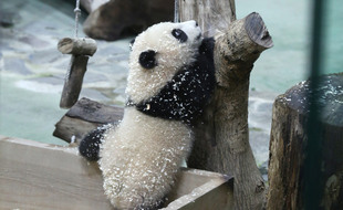 Le petit panda Yuan Bao.