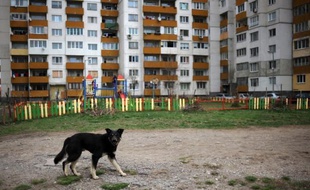 Un chien errant (illustration).