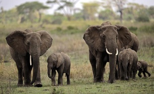 Des éléphants dans le parc national du Serengeti, en Tanzanie, le 25 octobre 2010.