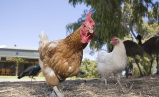 Illustration d'un coq dans une ferme