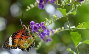 Un papillon photographié le 22 mars 2015 dans les jardins Banteay Srey Butterfly Centre du Cambodge, le plus grand sanctuaire de son genre en Asie du Sud-Est