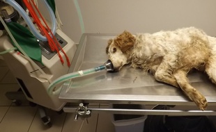 Le chien chez le vétérinaire, peu de temps après son sauvetage.