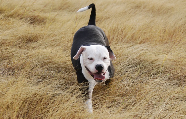 Melun : Trois personnes attaquées par un pitbull incontrôlable pendant un festival