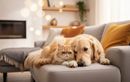 Le bien-être animal aussi important que le confort domestique
