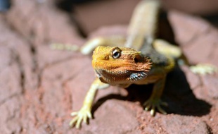 Un lézard sur un rocher à Sydney le 2 avril 2013
