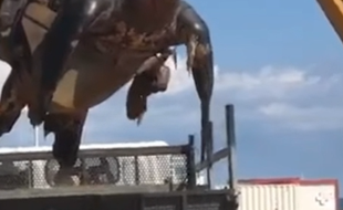 En Espagne, une tortue géante a été retrouvée échouée sur une plage - Capture d'écran