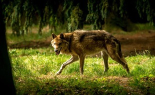 Des loups sont durablement de retour au Parc national de Kampinos, deuxième parc naturel de Pologne, situé à une trentaine de kilomètres au nord de Varsovie