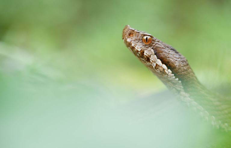 Nouvelle Aquitaine Les Serpents Vont Bientot Pointer Le Bout De Leur Nez Et Ca Va Bien Se Passer
