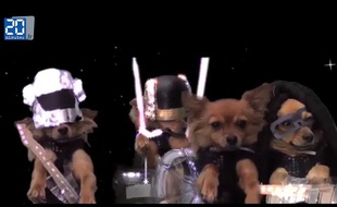 Capture d'écran d'une vidéo Youtube de Kitty the little dog reprenant Get Lucky de Daft Punk.