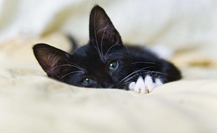 Un chaton.
