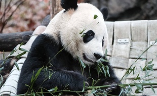 Le panda géant Bei Bei, dans son enclos au zoo de Washington (Etats-Unis).