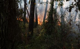 Feu de végétation fixé dans la Drôme, 200 hectares brûlés (Illustration)