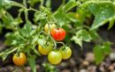 Vous voulez vraiment de belles tomates cerises cet été ? Voici la recette pas à pas pour réussir