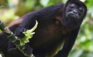 Un singe hurleur roux, sur l'île de Barro Colorado, installée sur le canal de Panama, et devenue un véritable laboratoire de biologie tropicale, le 23 novembre 2015