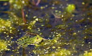 Illustration d'une grenouille.