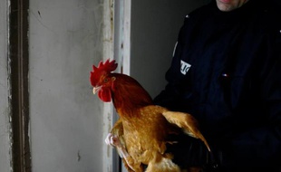 Un abattoir clandestin a été démantelé à La Courneuve le 2 décembre 2013.