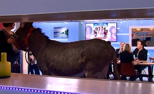 L'ânesse Josette, sur le plateau de C à vous.