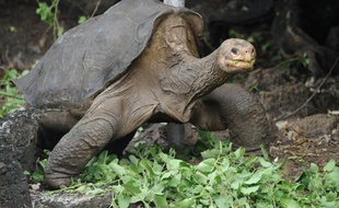 Une tortue des Galapagos (illustration).