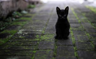 Un chaton dans la rue. Illustration.