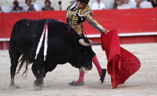 Un corrida dans les arènes de Nîmes, le 16 septembre 2012
