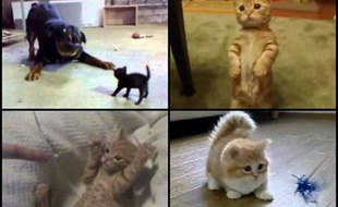 Des vidéos de LOLcat.