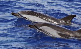 Illustration de dauphins.
