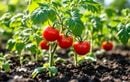 Ce geste simple en été transforme le goût de vos tomates sans engrais chimiques ni efforts