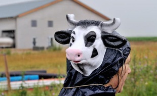 Une manifestante devant la ferme dite des 1.000 vaches, le 29 juin 2014 à Drucat (Somme)