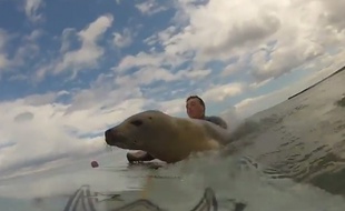 Un phoque a essayé de surfer les vagues du comté de Northumberland en Angleterre.