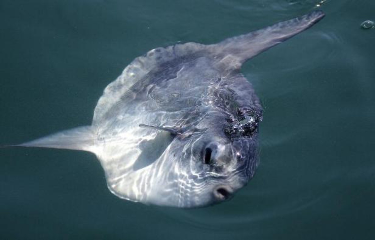 Maroc Un gigantesque poissonlune de plus d’une tonne pêché en mer