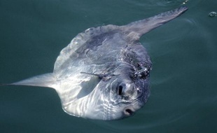 Un poisson-lune