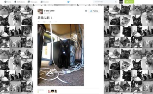 Capture d'écran du compte Twitter des chats de la Ferray Corporation, une entreprise japonaise qui a adopté neuf félins.