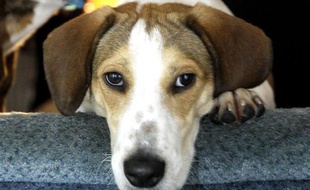 Un beagle.