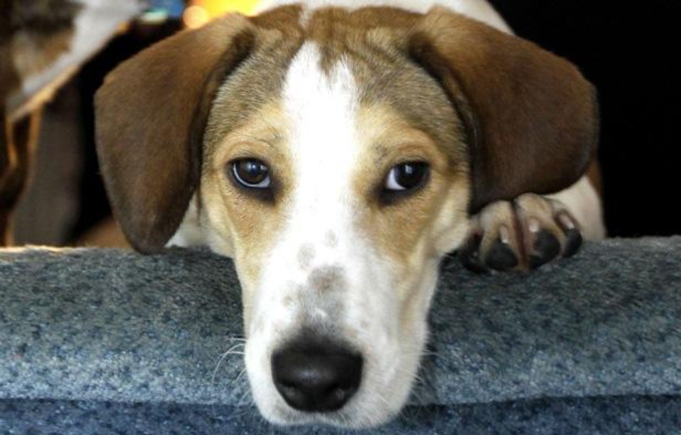 Beagles l