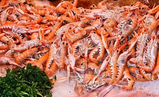 Le record du décorticage de langoustines est tombé ce week-end au Guilvinec (Finistère).