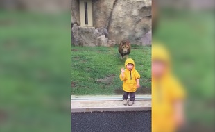 Un lion et un enfant sont dans un zoo, le lion attaque, qui reste t-il ?