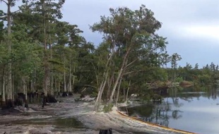 Des arbres ont été engloutis dans une rivière en Louisiane, le 21 août 2013.