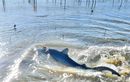 Un requin de plus de deux mètres dans un parc à huîtres au Cap-Ferret