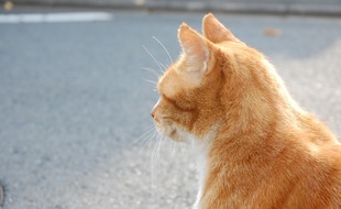 Un chat roux dans une rue (illustration).