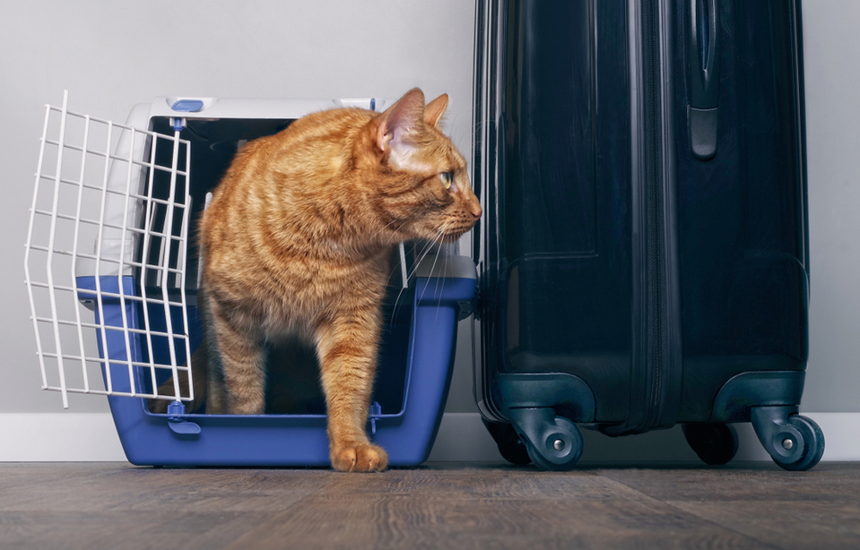 Sac de transport pour petit chien et chat NORAUTO bleu - Norauto