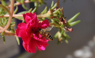 Une abeille butinant une fleur.