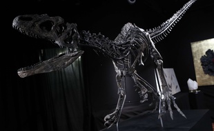 Le squelette de cet allosaurus a été vendu 1,4 millions d'euros lors d'une vente aux enchères à Paris, le 11 avril 2018.