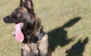 En l'absence de leurs maîtres, trois malinois ont ouvert le robinet d'une salle de bain entraînant l'inondation du magasin sous leur logement à Lorient. (Illustration)
