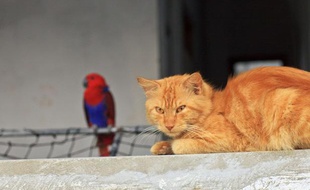 Un chat observant un perroquet.