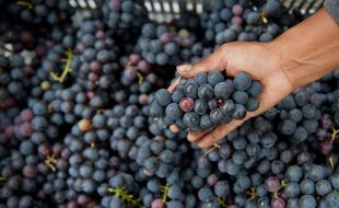 Illustration de grappes de raisin.