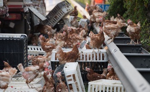 Des milliers de poules en liberté sur une autoroute en Autriche