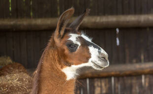 Photo d'illustration d'un lama.